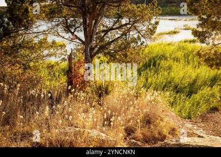 La luce dell'ora d'oro bagna la scena autunnale del lago con un vivace fogliame rosso, erbe dorate e un albero rustico. Foto Stock
