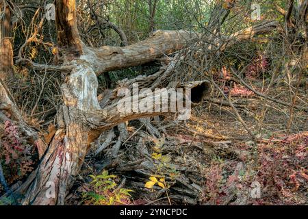 Un albero caduto si trova in mezzo a un fitto bosco, circondato da rami secchi e sottobosco colorato. La luce del sole mette in risalto il foilage autunnale. Foto Stock