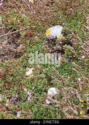 Rottingdea Sea-lavanda (Limonium hyblaeum) Foto Stock