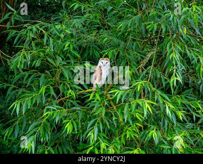 Gufo di fienile occidentale tipico di alba, accoccolato sul ramo di un albero circondato da foglie verdi in estate. Foto Stock