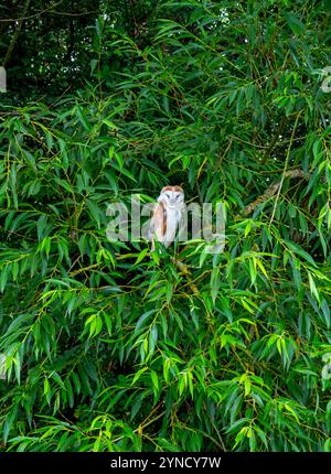 Gufo di fienile occidentale tipico di alba, accoccolato sul ramo di un albero circondato da foglie verdi in estate. Foto Stock