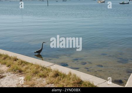 Blue Heron isolato nell'angolo in basso a destra guado a destra in acque calme e piane. Riflesso dell'uccello in piccole onde. Bordo della diga e dell'acqua di baia e. Foto Stock