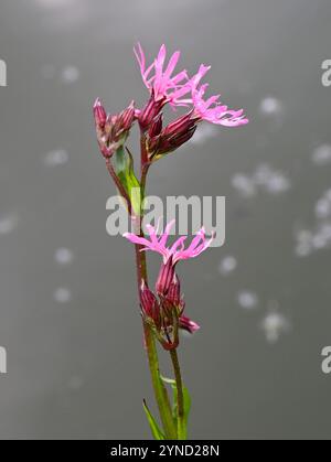 Ragged-robin o Ragged Robin, Silene flos-cuculi (SYN. Lychnis flos-cuculi), Caryophyllaceae. Amwell Nature Reserve, Regno Unito. Foto Stock