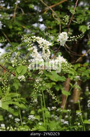 Ciliegio, Hackberry, Hagberry o Mayday Tree, Prunus padus, Rosaceae. Amwell Nature Reserve, Regno Unito. Foto Stock