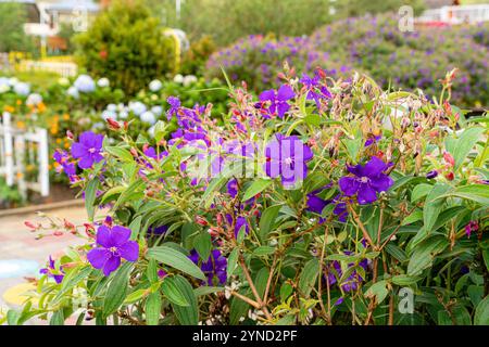 Laziander sette stami (Lasiandra semidecandra). Tibouchina semidecandra nel parco. La Tibouchina semidecandra è una specie di pianta fiorita nella zona di produzione Foto Stock