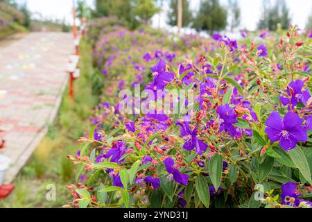 Laziander sette stami (Lasiandra semidecandra). Tibouchina semidecandra nel parco. La Tibouchina semidecandra è una specie di pianta fiorita nella zona di produzione Foto Stock