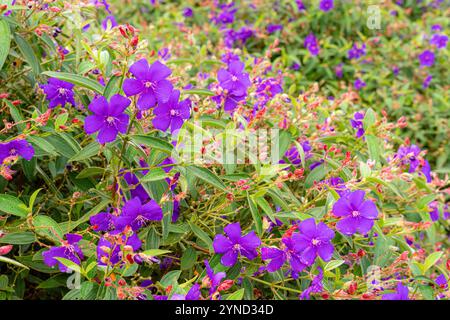 Laziander sette stami (Lasiandra semidecandra). Tibouchina semidecandra nel parco. La Tibouchina semidecandra è una specie di pianta fiorita nella zona di produzione Foto Stock