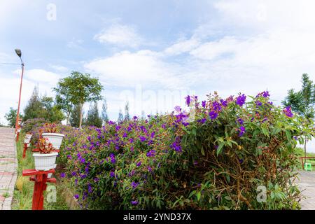 Laziander sette stami (Lasiandra semidecandra). Tibouchina semidecandra nel parco. La Tibouchina semidecandra è una specie di pianta fiorita nella zona di produzione Foto Stock