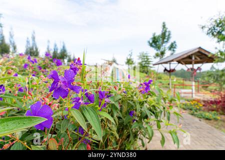 Laziander sette stami (Lasiandra semidecandra). Tibouchina semidecandra nel parco. La Tibouchina semidecandra è una specie di pianta fiorita nella zona di produzione Foto Stock