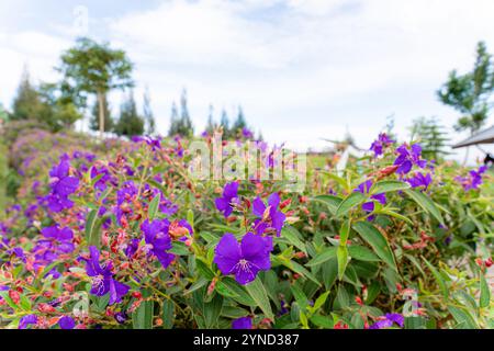 Laziander sette stami (Lasiandra semidecandra). Tibouchina semidecandra nel parco. La Tibouchina semidecandra è una specie di pianta fiorita nella zona di produzione Foto Stock