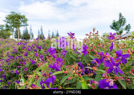 Laziander sette stami (Lasiandra semidecandra). Tibouchina semidecandra nel parco. La Tibouchina semidecandra è una specie di pianta fiorita nella zona di produzione Foto Stock