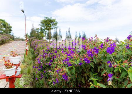 Laziander sette stami (Lasiandra semidecandra). Tibouchina semidecandra nel parco. La Tibouchina semidecandra è una specie di pianta fiorita nella zona di produzione Foto Stock