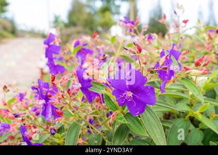 Laziander sette stami (Lasiandra semidecandra). Tibouchina semidecandra nel parco. La Tibouchina semidecandra è una specie di pianta fiorita nella zona di produzione Foto Stock