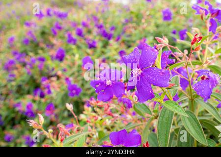 Laziander sette stami (Lasiandra semidecandra). Tibouchina semidecandra nel parco. La Tibouchina semidecandra è una specie di pianta fiorita nella zona di produzione Foto Stock