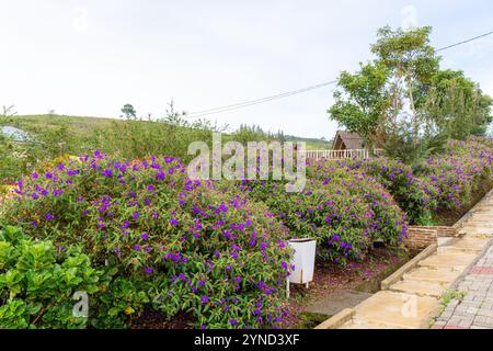 Laziander sette stami (Lasiandra semidecandra). Tibouchina semidecandra nel parco. La Tibouchina semidecandra è una specie di pianta fiorita nella zona di produzione Foto Stock