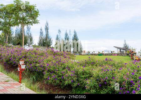 Laziander sette stami (Lasiandra semidecandra). Tibouchina semidecandra nel parco. La Tibouchina semidecandra è una specie di pianta fiorita nella zona di produzione Foto Stock