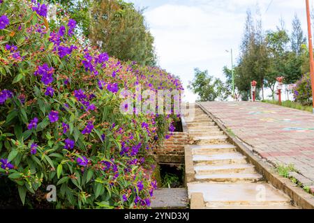 Laziander sette stami (Lasiandra semidecandra). Tibouchina semidecandra nel parco. La Tibouchina semidecandra è una specie di pianta fiorita nella zona di produzione Foto Stock