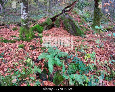 Questa immagine colorata è dell'ampio bosco di faggi e querce intorno a Capel Curig in Snowdonia durante l'autunno Foto Stock
