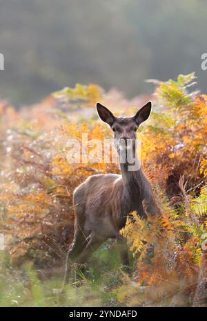 I cervi rossi si ritrovano in bracken in una nebbiosa mattina d'autunno, Regno Unito. Foto Stock