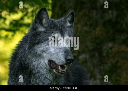 Ritratto ravvicinato di lupo nordoccidentale nero / lupo della Mackenzie Valley / lupo canadese / lupo di legno dell'Alaska (Canis lupus occidentalis) nella foresta Foto Stock