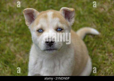 Un cucciolo soffice con un cappotto marrone e bianco e occhi blu brillante si trova attentamente sull'erba. Questo cane di razza mista potrebbe essere in parte Siberian Husky e A. Foto Stock