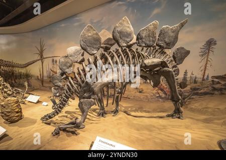 Drumheller, Alberta, Canada. 19 febbraio 2024. Uno scheletro di uno Stegosaurus al Royal Tyrrell Museum Foto Stock