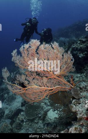 I subacquei esplorano un grande corallo gigante (Annella mollis) in acque blu profonde, il sito di immersione Coral Garden, Menjangan, Bali, Indonesia, Asia Foto Stock