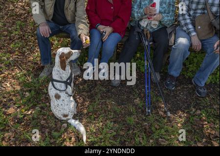 Escursionisti che riposano su una panchina, davanti a loro un cane da attesa, razza inglese Pointer, Franconia, Baviera, Germania, Europa Foto Stock