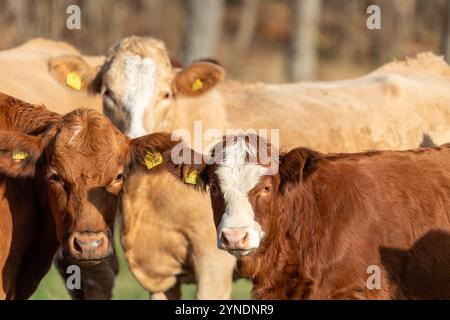 Bestiame con marcature sulle orecchie che guardano al fotografo Foto Stock