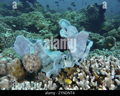 Ampia spugna tubolare (Haliclona (Reniera) fascigera) e coralli in una fitta barriera corallina subacquea, sito di immersione Pidada, Penyapangan, Bali, Indonesia, Asia Foto Stock