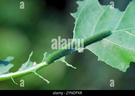 Piccoli brufoli bianchi su una foglia di cavolo mangiata. Pieris rapae sinonimo di Arogeia rapae. Foto Stock