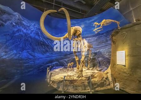 Drumheller, Alberta, Canada. 19 febbraio 2024. Scheletro di un mammut al Royal Tyrrell Museum di Drumheller, cornici scheletriche di un mammut e uno Smilodo Foto Stock