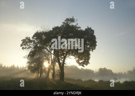 Alberi d'acero sulla riva del lago in una nebbiosa mattina d'autunno Foto Stock