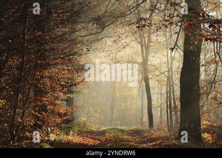 Un percorso attraverso una foresta autunnale fiabesca in una nebbiosa mattina di novembre Foto Stock