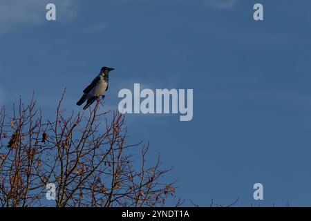 Il corvo con cappuccio (Corvus cornix) siede su un alto ramo dell'albero. Foto Stock