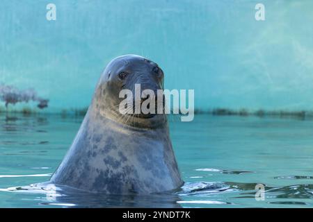 Guarnizione grigia (femmina) sulla superficie dell'acqua Foto Stock