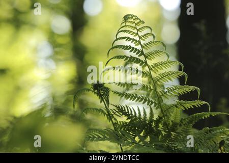 Primo piano di felce nella foresta in una mattinata di primavera soleggiata Foto Stock