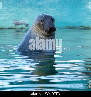 Guarnizione grigia (femmina) sulla superficie dell'acqua Foto Stock