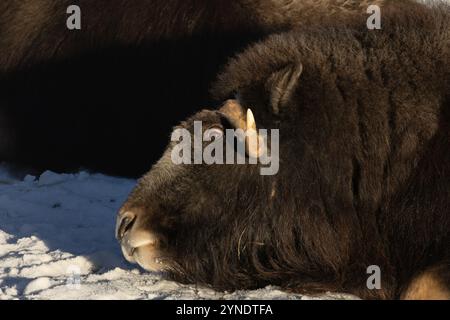 ritratto di un bue muschiato arrabbiato con grandi corna Foto Stock