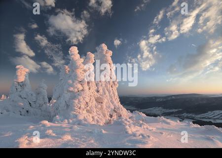 Paesaggio invernale all'alba, abeti innevati sulla cima della montagna Foto Stock