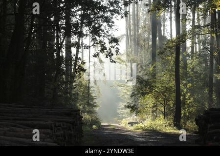 I raggi del sole nascente passano attraverso i pini e cadono nella foresta autunnale Foto Stock