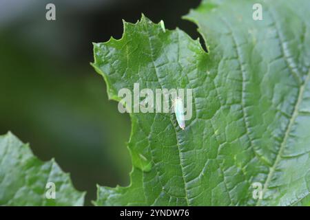 Leafhopper verde (Cicadella viridis) adulto, appoggiato sulla foglia. Foto Stock