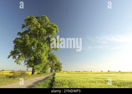 Un albero di frassino verde brillante in piedi su una strada sterrata in una soleggiata mattinata di primavera Foto Stock