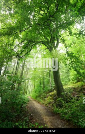 Maestoso e bellissimo vecchio faggio su un sentiero in una lussureggiante foresta nebbiosa verde con luce soffusa in formato ritratto Foto Stock