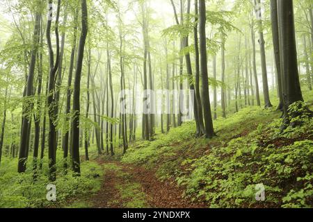 Alberi di faggio nella foresta d'autunno su un tempo foggoso e piovoso Foto Stock