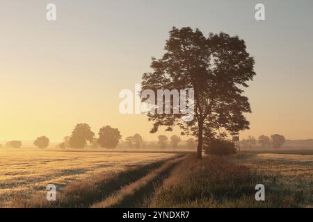 Sagoma di frassino in un campo di grano in condizioni di nebbia durante l'alba Foto Stock