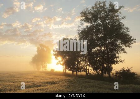 Sagoma di frassini in un campo di grano durante l'alba Foto Stock