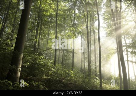 Faggi nella foresta primaverile dopo la pioggia all'alba Foto Stock