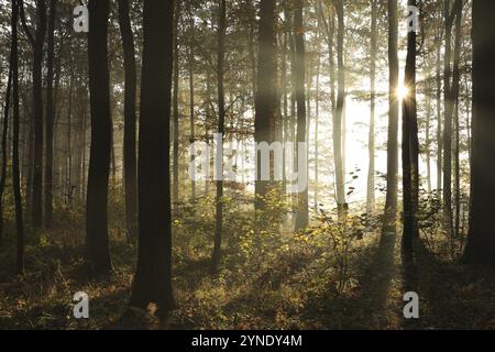 Foresta autunnale con clima nebbioso all'alba Foto Stock