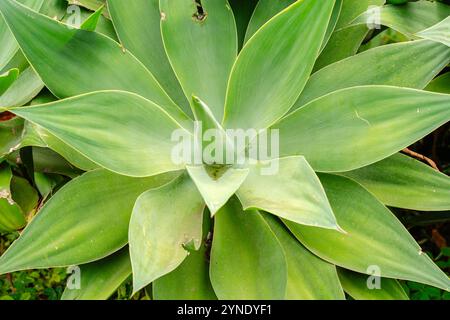 Agave attenuata è una specie di pianta fiorita della famiglia delle Asparagacee, comunemente nota come coda di volpe o coda di leone. Foto Stock